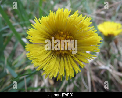 20140324Tussilago farfara13 enthält die Tussilago farfara Pflanze, die allgemein als Coltsfoot bekannt ist. Diese Pflanze ist bekannt für ihre frühe Frühjahrsblüte, die als eine der ersten Anzeichen für die wechselnden Jahreszeiten erscheinen. Stockfoto