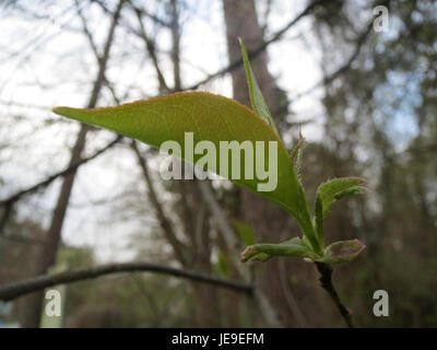 Ein Foto, das am 24. März 2014 aufgenommen wurde und Castanea sativa, allgemein bekannt als die süße Kastanie, zeigt die charakteristische Rinde und Blätter des Baumes. Stockfoto