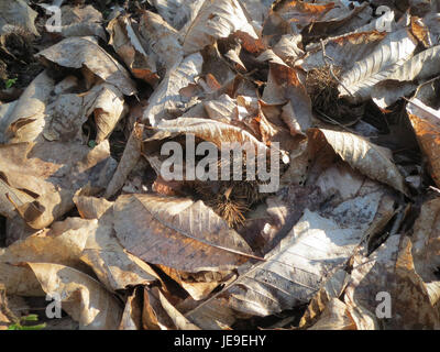 Castanea sativa, auch bekannt als der süße Kastanienbaum, wird in Blüte fotografiert. Der in Europa heimische Baum wird wegen seiner essbaren Nüsse und seiner historischen Bedeutung in den europäischen Wäldern geschätzt. Stockfoto