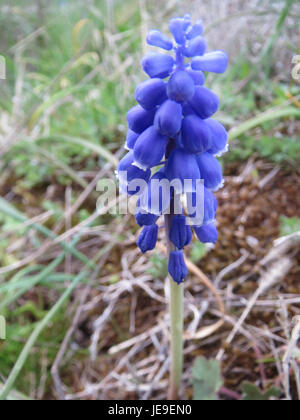 Muscari armeniacum, auch bekannt als Traubenhyazinthe, ist eine kleine mehrjährige Pflanze mit leuchtend blauen Blüten, die im frühen Frühjahr blühen. Sie kommt häufig in Gärten und als Zierpflanze vor. Stockfoto