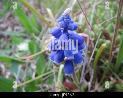 Muscari armeniacum, auch bekannt als Traubenhyazinthe, ist eine bauchige Frühlingsblüte, die in Osteuropa und Westasien beheimatet ist. Er produziert kleine, blaue Blüten und wird oft in Gärten und Landschaften angebaut. Stockfoto