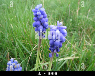 Muscari armeniacum, auch bekannt als Traubenhyazinthe, ist eine mehrjährige blühende Pflanze, die in Europa und Westasien beheimatet ist. Sie ist bekannt für ihre glockenförmigen blauen Blüten, die an Traubengruppen erinnern. Stockfoto