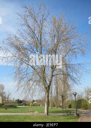Der Acer saccharinum oder Silberahorn ist eine in Nordamerika heimische, schnell wachsende Laubbaumarte. Bekannt für seine charakteristischen silberweißen Blattunterseiten, wird es häufig in Feuchtgebieten gefunden und in Landschaftsgärten verwendet. Stockfoto