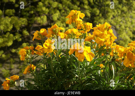 Erysimum cheiri, auch bekannt als Goldlack oder Wallflower, ist eine blühende Pflanze, die am 29. März 2014 in Heidelberg fotografiert wurde. Sie wird häufig in Gärten gefunden und ist bekannt für ihre leuchtend gelben Blüten. Stockfoto