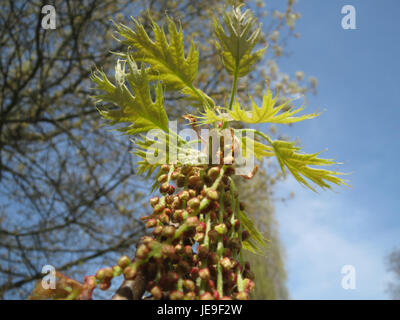 Quercus rubra, auch bekannt als die nördliche Roteiche, ist ein großer Laubbaum aus Nordamerika. Der Baum ist bekannt für seine rötliche Rinde, sein kräftiges Holz und seine großen Blätter. Stockfoto