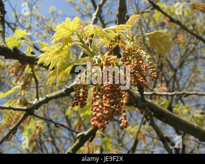 Dieses Foto zeigt Quercus rubra, allgemein bekannt als die nördliche Roteiche. Er ist eine wichtige Baumarte in Nordamerika, bekannt für seine roten Herbstblätter und sein kräftiges Holz. Stockfoto