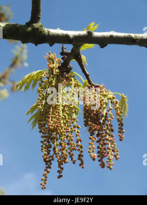 Ein Foto von Quercus rubra, allgemein bekannt als die nördliche Roteiche, aufgenommen am 2. April 2014. Dieser Laubbaum ist in Nordamerika beheimatet und wird für sein Holz und sein starkes Wachstum geschätzt. Stockfoto