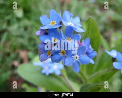 Ein Foto von Myosotis sylvatica, allgemein bekannt als Waldland Forget-Me-Not, aufgenommen am 2. April 2014 und zeigt seine kleinen blauen Blüten, die in einer natürlichen Waldlandschaft wachsen. Stockfoto