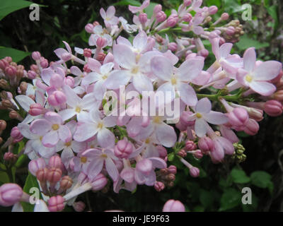 Syringa vulgaris, allgemein bekannt als der gemeine Flieder, ist ein blühender Sträucher, der Gruppen duftender lila oder weißer Blüten produziert, die oft mit dem Frühling in Verbindung gebracht werden. Stockfoto