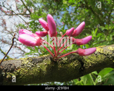 Cercis siliquastrum, auch bekannt als Judas-Baum, ist eine in Europa und Asien heimische blühende Baumart. Er ist bekannt für seine leuchtenden rosa Blüten, die im frühen Frühjahr erscheinen. Stockfoto