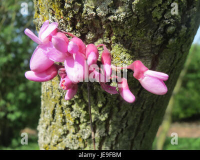 Ein Bild mit Cercis Siliquastrum, allgemein bekannt als Judas-Baum, ein Laubbaum mit leuchtenden rosa Blüten und herzförmigen Blättern. Sie ist in Südeuropa und Teilen Asiens beheimatet und für ihre ornamentale Schönheit und historische Bedeutung bekannt. Stockfoto
