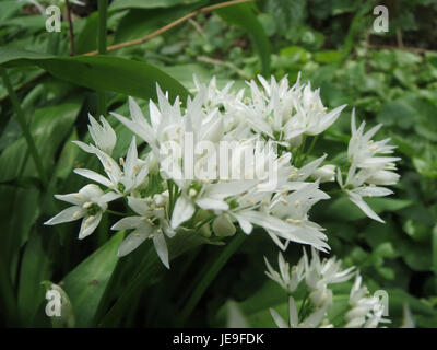 *Allium ursinum*, allgemein bekannt als Wildknoblauch, ist eine mehrjährige Pflanze, die in europäischen Wäldern vorkommt. Es wird für seine medizinische und kulinarische Verwendung geschätzt, mit markanten grünen Blättern und weißen Blüten. Stockfoto