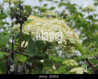 Ein Foto vom 7. April 2014, das Viburnum lantana zeigt, auch bekannt als Wanderbaum, bekannt für seine weißen Blüten und roten bis schwarzen Beeren, die in Hecken und Wäldern vorkommen. Stockfoto