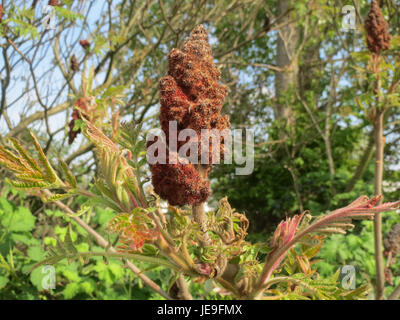 Rhus typhina, auch bekannt als Staghorn Sumac, ist ein Laubstrauch oder kleiner Baum in Nordamerika. Dieses Bild zeigt die charakteristischen roten Fruchtgruppen und Blätter. Stockfoto