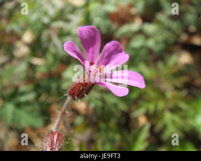 Dieses Bild zeigt *Geranium robertianum*, auch bekannt als Herb-Robert, ein in Europa und Nordamerika verbreitetes Kraut. Er ist bekannt für seine tief gelappten Blätter und rosa Blüten, die oft in schattigen Waldgebieten zu finden sind. Stockfoto