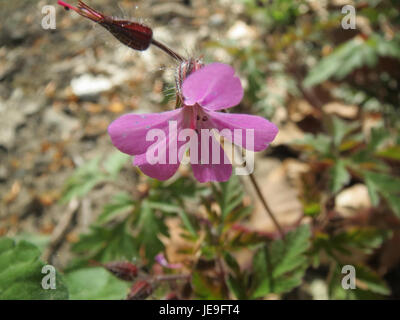 Dieses Bild vom 13. April 2014 zeigt Geranium robertianum, auch bekannt als Herb Robert, eine kleine blühende Pflanze aus Europa und Asien. Es ist für seine medizinischen Eigenschaften bekannt. Stockfoto