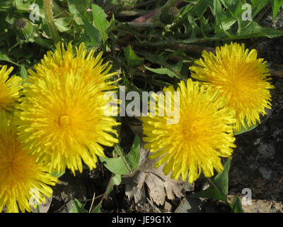 Ein Nahfoto von *Taraxacum officinale*, allgemein bekannt als Löwenzahn, zeigt seine hellgelbe Blüte. Die Pflanze ist weit verbreitet und findet sich häufig auf Rasenflächen, Feldern und Wiesen. Stockfoto