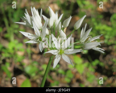 Dieses Foto zeigt Allium ursinum, allgemein bekannt als wilder Knoblauch, aufgenommen am 18. April 2014. Sie wird in europäischen Wäldern gefunden und wird für ihre kulinarischen und medizinischen Zwecke geschätzt, mit charakteristischen weißen Blüten und breiten Blättern. Stockfoto