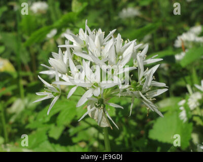 Allium ursinum, auch bekannt als Wildknoblauch oder Bärlauch, ist eine Pflanzenart, die in europäischen Wäldern vorkommt und wegen ihrer kulinarischen und medizinischen Eigenschaften geschätzt wird. Stockfoto