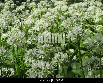 Eine Fotografie von Allium ursinum, allgemein bekannt als wilder Knoblauch, aufgenommen im April 2014. Die Pflanze kommt in bewaldeten Gebieten vor und ist für ihren unverwechselbaren Knoblauchgeruch bekannt. Stockfoto