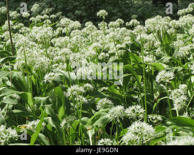Allium ursinum, auch bekannt als Wildknoblauch oder Rampen, ist eine in Europa und Asien heimische blühende Pflanzenart. Es wird sowohl als Kraut beim Kochen als auch für medizinische Zwecke verwendet. Stockfoto