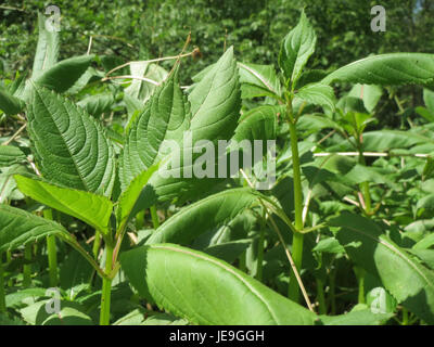 Eine Fotografie von Impatiens glandulifera, allgemein bekannt als Himalaya-Balsam, eine Pflanze aus dem Himalaya, die heute weit verbreitet in Europa ist und für ihre charakteristischen rosa Blüten bekannt ist. Stockfoto