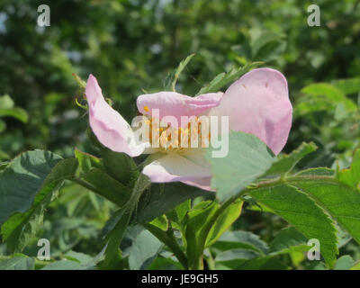 Das Bild zeigt *Rosa canina*, allgemein bekannt als die Hunderose. Diese wilde Rosenart ist bekannt für ihre rosa bis weißen Blüten und kommt oft in Hecken und Wäldern vor. Stockfoto