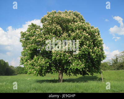 Aesculus hippocastanum, auch bekannt als Rosskastanie, ist ein auf dem Balkan heimischer Laubbaum. Es produziert große, weiße bis rosa Blüten und Konkerne, die für den Menschen giftig sind. Der Baum wird oft als dekorativer Schattenbaum in Parks und entlang von Straßen angebaut. Seine Blätter sind groß, palmatiert und erscheinen in Clustern. Stockfoto