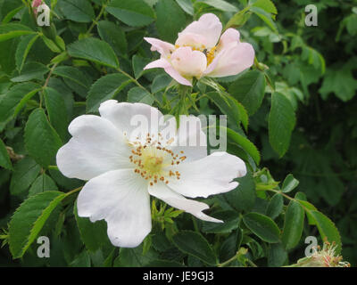 Ein Foto von Rosa canina, allgemein bekannt als die Hunderose, aufgenommen am 26. April 2014, mit ihren rosa Blüten und ihrem grünen Laub. Stockfoto