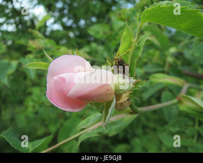 Eine botanische Fotografie oder Studie von Rosa canina, allgemein bekannt als die Hunderose, die ihre Merkmale und die natürliche Umgebung einfängt. Stockfoto