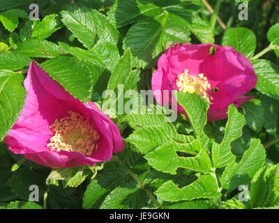 Bild der Rosa Rugosa, allgemein bekannt als Rugosa Rose, aufgenommen am 26. April 2014, mit ihren unverwechselbaren rosa Blüten und ihrem schroffen Laub. Stockfoto