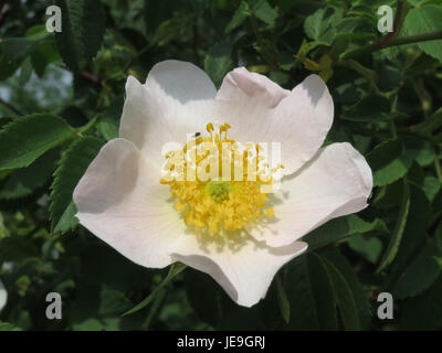 Rosa canina, auch bekannt als Hunderose, ist eine Art wilder Rose, die in Europa und Asien beheimatet ist. Es ist bekannt für seine medizinische Verwendung und seine charakteristischen rosa Blüten. Stockfoto