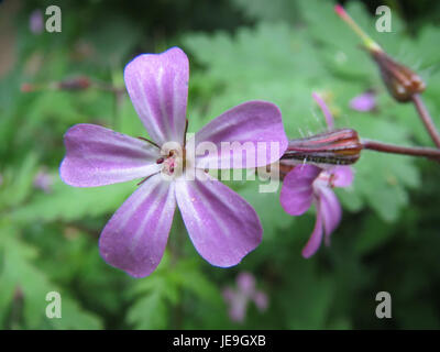 Geranium robertianum, auch bekannt als Kraut-Robert, ist eine kleine, niedrig wachsende Pflanze mit rosa Blüten. Dieses Foto, aufgenommen am 3. Mai 2014, zeigt seine lebhaften Blüten und farnartigen Blätter. Stockfoto