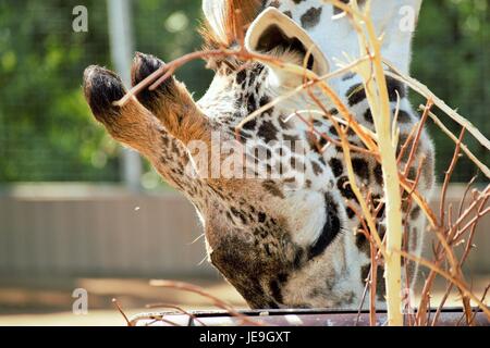 Giraffe im Zoo von San Diego Stockfoto