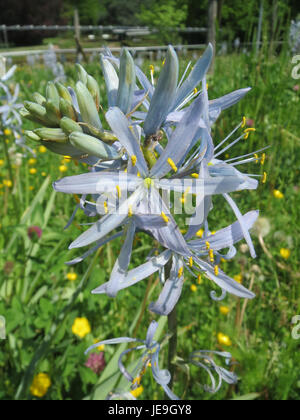 Camassia cusickii, allgemein bekannt als Cusick's Camass, ist eine mehrjährige Wildblume, die im Westen der Vereinigten Staaten beheimatet ist. Seine blau-violetten Blüten blühen im Frühjahr und gedeihen in feuchten Wiesen und Prärien. Stockfoto
