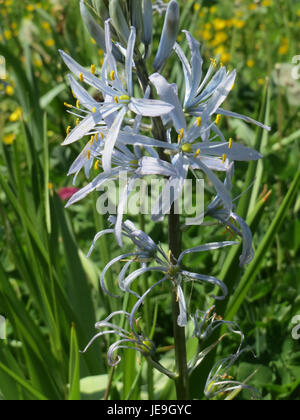 Camassia cusickii oder Cusick's camas ist eine mehrjährige blühende Pflanze, die im Westen Nordamerikas beheimatet ist. Er ist bekannt für seine blauen bis violetten sternförmigen Blüten und ist für die indigene Pflanzenwelt wichtig, insbesondere für seine Speisezwiebeln. Stockfoto