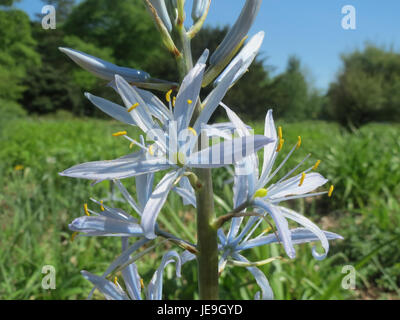Camassia cusickii, allgemein bekannt als Cusick's Camass, ist eine mehrjährige Pflanze, die im Westen der Vereinigten Staaten vorkommt. Die Pflanze produziert blaue bis violette sternförmige Blüten und gedeiht in feuchten, gut durchlässigen Böden, die häufig auf Wiesen und Prärien vorkommen. Sie ist ein wichtiger Teil der einheimischen Flora und hat eine kulturelle Bedeutung bei den indigenen Völkern. Stockfoto