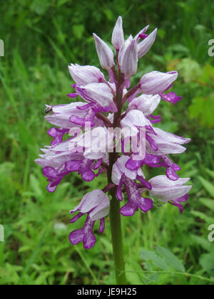 Eine Fotografie, die am 7. Mai 2014 aufgenommen wurde und Orchis militaris oder Militärochidee zeigt, die für ihre unverwechselbare Form und Farbe bekannt ist, in einer natürlichen Umgebung. Stockfoto
