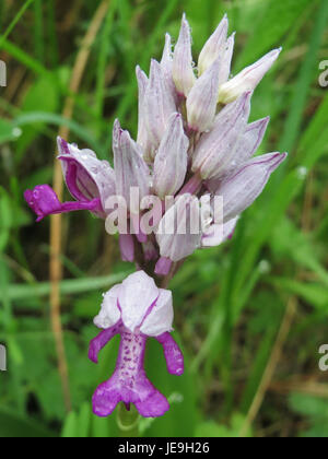 Orchis militaris bezeichnet eine Orchideenart, die allgemein als Militärorchidee bekannt ist und für ihre besondere Blütenstruktur und ihren Lebensraum bekannt ist. Das Foto zeigt sein einzigartiges Erscheinungsbild, das häufig in bestimmten europäischen Regionen zu finden ist. Stockfoto