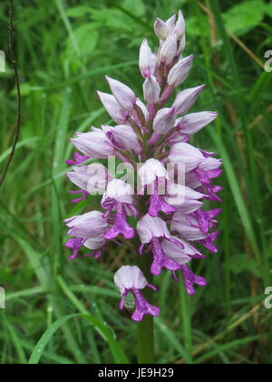 Orchis militaris, auch bekannt als Militärorchidee, ist eine in Europa heimische Orchideenart. Sie ist bekannt für ihre einzigartige Blütenform, die an Militäruniformen erinnert und in Grasland und Wiesen gedeiht. Stockfoto