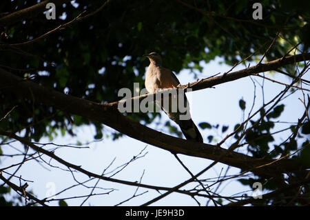 Ein Foto, aufgenommen am 8. Mai 2014, zeigt die Morgenszene im Kapole Park. Das Bild fängt die friedliche Atmosphäre des Parks mit seinen natürlichen Elementen ein, darunter Bäume und offene Flächen. Stockfoto