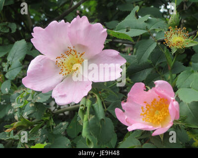 Rosa canina, auch bekannt als Hunderose, ist eine Art wilder Rose, die in Europa und Teilen Asiens beheimatet ist. Sie zeichnet sich durch ihre duftenden rosa bis weißen Blüten und kleinen, hellroten Früchten aus, die als Hüftrose bezeichnet werden und oft in der Kräutermedizin und in Konfitüren verwendet werden. Stockfoto