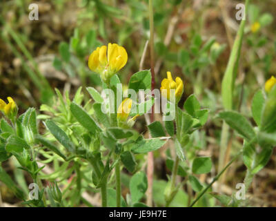 Medicago minima ist eine kleine, jährliche Leguminose, die in Europa und Asien beheimatet ist. Bekannt für seine geringe Wuchsgewohnheit und seine kleinen, gelben Blüten, wird er oft in grasbewachsenen Flächen gefunden und als Futterpflanze angebaut. Stockfoto