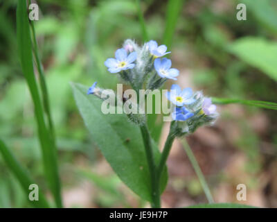 Myosotis arvensis, auch bekannt als Field Forget-Me-Not, ist eine blühende Pflanze, die in gemäßigten Regionen vorkommt. Es zeigt kleine blaue Blüten mit einem weißen Zentrum, die in Gruppen wachsen. Die Pflanze kommt häufig auf Feldern, Straßenrändern und Wiesen vor. Stockfoto
