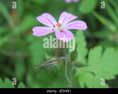 Geranium robertianum, auch bekannt als Kraut-Robert, ist eine blühende Pflanzenart, die in Europa und Teilen Asiens beheimatet ist. Sie ist bekannt für ihre kleinen, rosa Blüten und charakteristischen farnartigen Blätter. Stockfoto