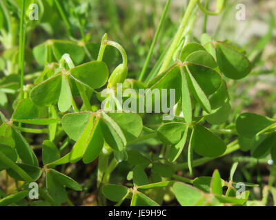Oxalis stricta, auch bekannt als gewöhnlicher gelber Sauerampfer, ist eine kleine krautige Pflanze mit kleeähnlichen Blättern, die häufig in Rasenflächen und Gärten vorkommt. Stockfoto