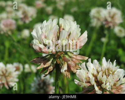 Das Bild zeigt Trifolium repens, allgemein bekannt als Weißklee, eine weit verbreitete krautige Pflanze mit dreilappigen Blättern und kleinen weißen Blüten, die häufig auf Rasen und Wiesen zu finden ist. Stockfoto