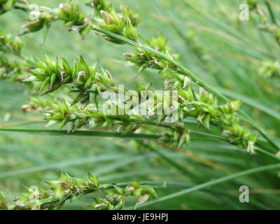 Ein Foto vom 18. Mai 2014, das Gras zeigt, das auf einem Feld wächst. Das Bild zeigt das dichte grüne Wachstum, das charakteristisch für den Spätherbst und Frühsommer in gemäßigten Klimazonen ist. Stockfoto
