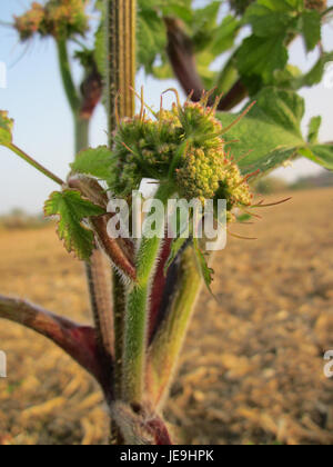 Dieses Bild, aufgenommen am 24. Oktober 2012, zeigt Baerenklau, einen Ort in Hockenheim. Die Anlage verfügt über markante Landschaftsgestaltung und natürliche Merkmale, die typisch für die Region sind. Hockenheim ist bekannt für sein Motorsport-Erbe, aber Baerenklau stellt einen anderen Aspekt der lokalen Umwelt dar. Stockfoto