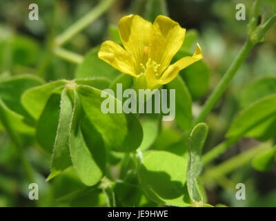 Oxalis stricta, allgemein bekannt als der gelbliche Sauerampfer, ist eine mehrjährige Pflanze, die in gemäßigten Regionen vorkommt. Er ist leicht an seinen kleeähnlichen Blättern und kleinen gelben Blüten zu erkennen, die oft auf Rasenflächen und Gärten wachsen. Stockfoto